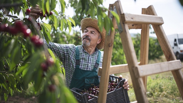 Senior man picking fresh homegrown produce from the cherry tree.